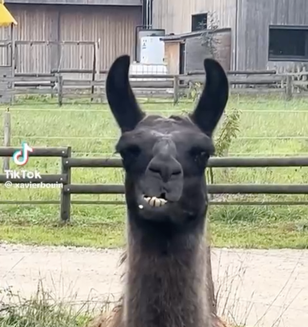 Headshot de Thomas Atinault